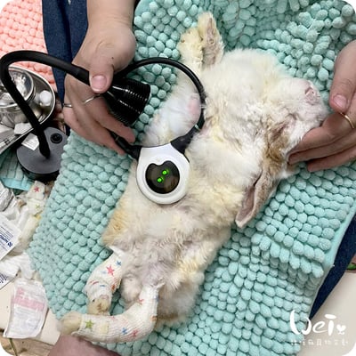 寵物兔居家雷射儀經驗 (iVETRAY mini三級雷射居家照護儀) (Assisi  LOOP  脈衝電磁項圈)7