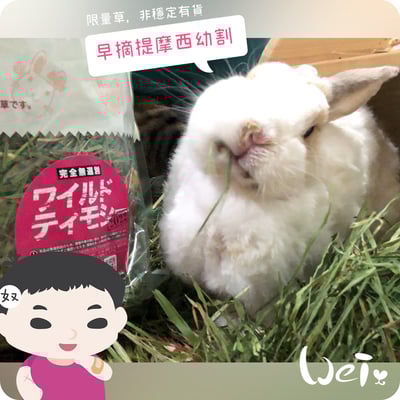 WOOLY高原的早摘提摩西幼割 (本次貨櫃未到)6