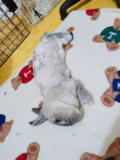 兔子私房住宿 - A米 (永和) - 只收行動不便、半癱 / 癱瘓老兔等特殊照護3