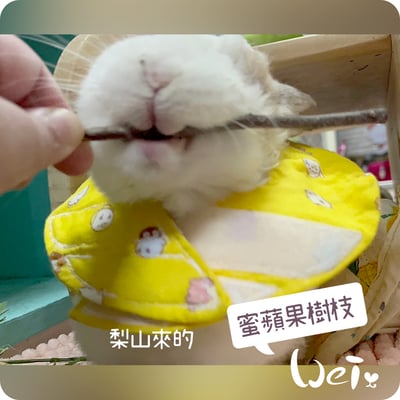 梨山 蜜蘋果樹枝5