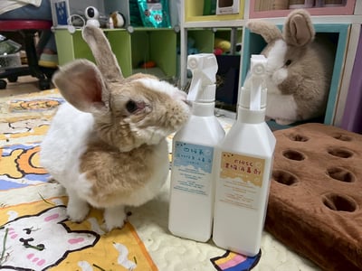 寵物用- F10SC消毒劑、四級氨BKC  (500ml噴瓶) 動物醫院清潔使用2