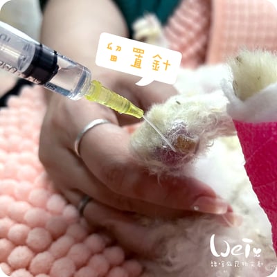 (寵物傷口沖洗用) BD-靜脈留置針 / 軟針 24G 黃色 (純介紹，網路不可販售)14