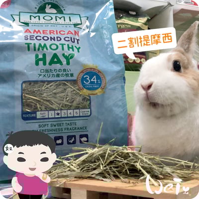 摩米MOMI T2 二割經典提摩西1