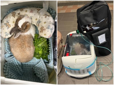 【經驗分享】醫用氧氣鋼瓶(攜帶式氧氣瓶+家用型推車氧氣鋼瓶)5