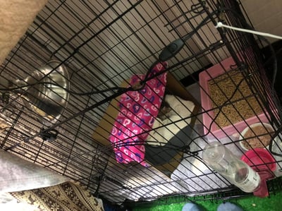 【新北租借】寵物陶瓷保溫燈+微電腦控溫器組合 說明 (老兔病兔、天竺鼠、幼犬幼貓刺蝟倉鼠)4