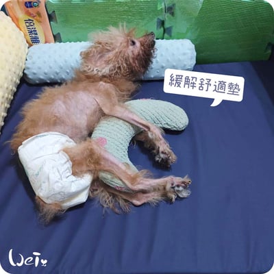 舒服樂 狗狗趴緩解舒適墊/寵物減壓墊 (高齡毛孩、癱瘓、關節行動不便)5