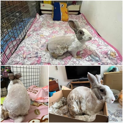 私房剃毛師 - 自強號 (土城)2