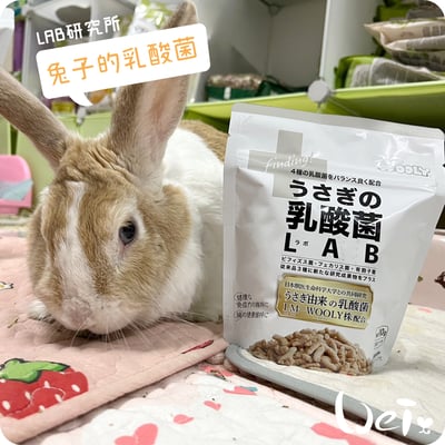 WOOLY 兔子的乳酸菌 LAB研究所7