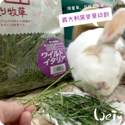 WOOLY高原的義大利黑麥草幼割8