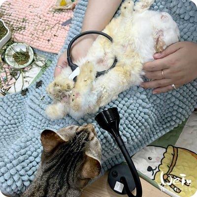 寵物兔居家雷射儀經驗 (iVETRAY mini三級雷射居家照護儀) (Assisi  LOOP  脈衝電磁項圈)6