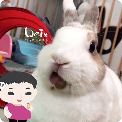 1ml / 1cc 寵物用灌食器/餵食器10