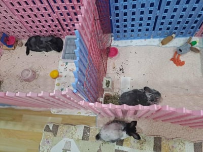 (暫停接案) 兔子私房住宿 - 呵ki家 (土城)2