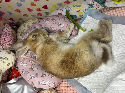 老病癱瘓兔專用靠枕 - 拐杖躺、兔U枕  (手作特製斜躺感月亮枕)13