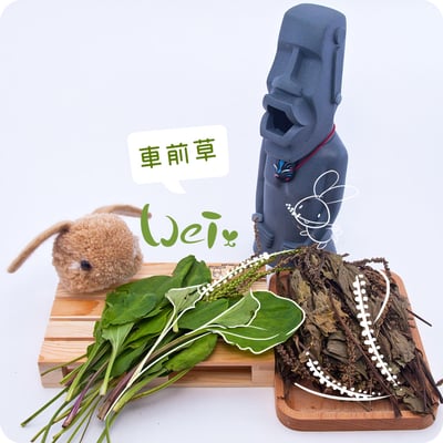 乾燥車前草(滿千禮)1