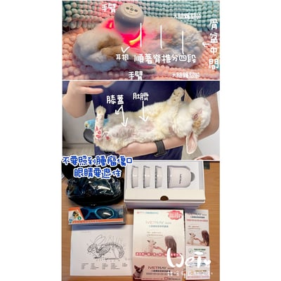 寵物兔居家雷射儀經驗 (iVETRAY mini三級雷射居家照護儀) (Assisi  LOOP  脈衝電磁項圈)1