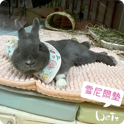 毛巾觸感-加厚吸水大顆粒雪尼爾墊5