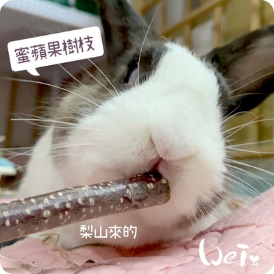 梨山 蜜蘋果樹枝7