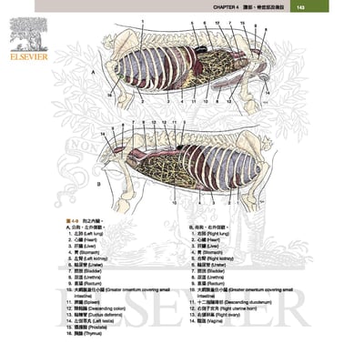 《書》犬解剖指引第八版4