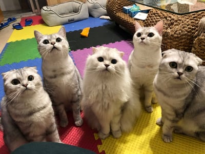 (暫停接案) 兔子私房住宿 - Molly家  (中和)11