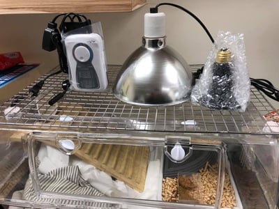 【新北租借】寵物陶瓷保溫燈+微電腦控溫器組合 說明 (老兔病兔、天竺鼠、幼犬幼貓刺蝟倉鼠)6