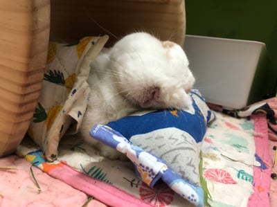 手作 - 我就靠你了! 透氣舒壓靠枕/枕頭19