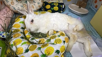 老病癱瘓兔專用靠枕 - 拐杖躺、兔U枕  (手作特製斜躺感月亮枕)14