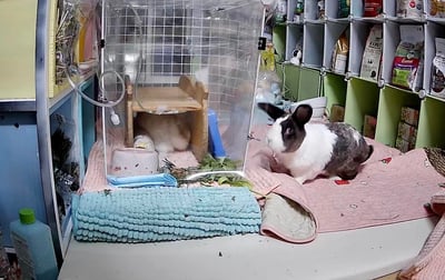 已被租完無現貨【新北板橋-租借】寵物用氧氣機 / 製氧機 說明 (長短期租賃)14