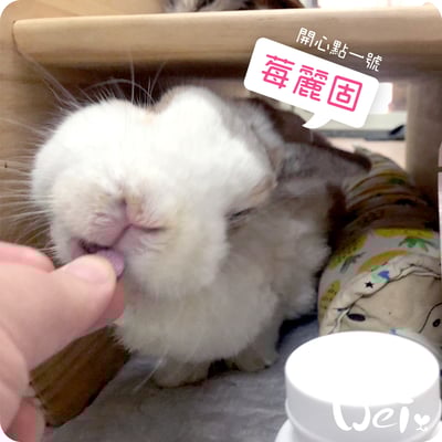 CI兔 Citwo LAB 莓麗固 (開心點1號)4