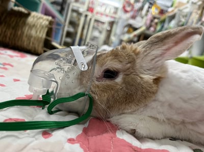 超音波噴霧機/霧化機 配件耗材賣場(噴霧箱、蛇形管蛇管、伸縮噴霧管、兒童面罩)5