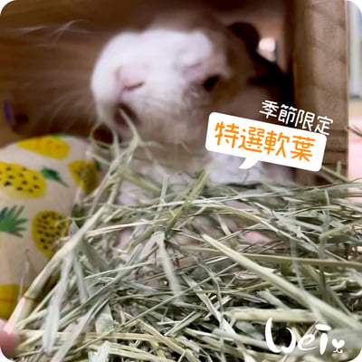 摩米MOMI 季節限定特選軟葉提摩西5