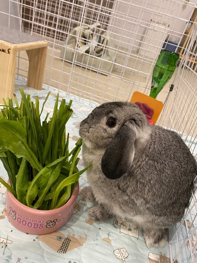 兔子私房住宿 - Cony和嘟嘟家 (新竹)7