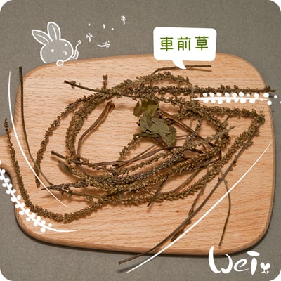 乾燥車前草3