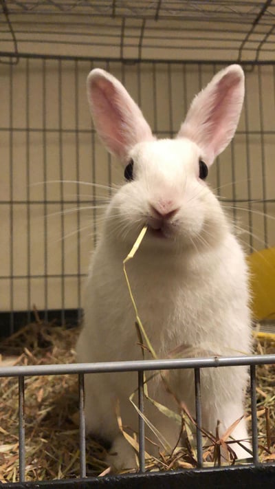 (暫停接案) 兔子私房住宿 - Molly家  (中和)3