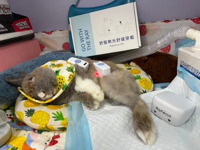 舒服樂 光舒緩穿戴 / 寵物居家三級雷射24
