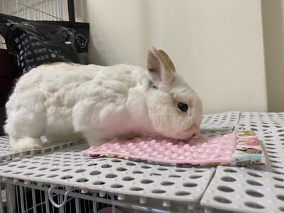 手作 - 泡泡小床毯13