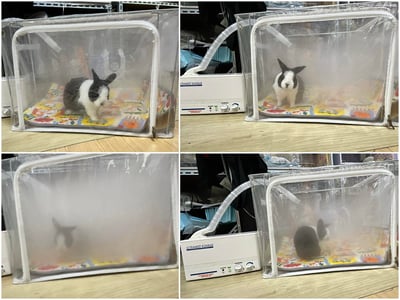 110L折疊全透明寵物氧氣箱-吸氧箱/噴霧箱/霧化箱(限宅配or板橋自取)24