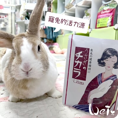 WOOLY 寵兔的活力源5