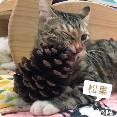 咬咬松果(毬果)5
