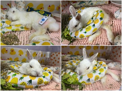 老病癱瘓兔專用靠枕 - 拐杖躺、兔U枕  (手作特製斜躺感月亮枕)6