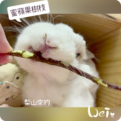 梨山 蜜蘋果樹枝8