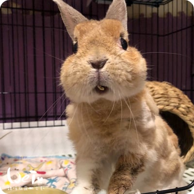 (暫停接案) 兔子私房住宿 - Molly家  (中和)1