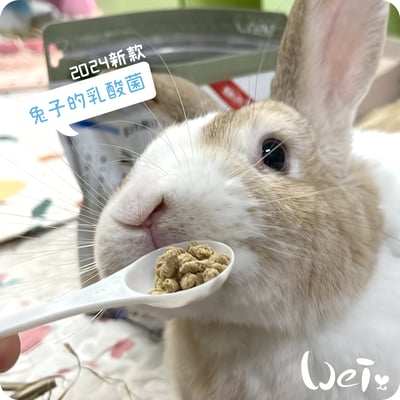 WOOLY 兔子的乳酸菌6