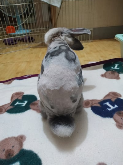 私房剃毛師 - A米 (永和)4