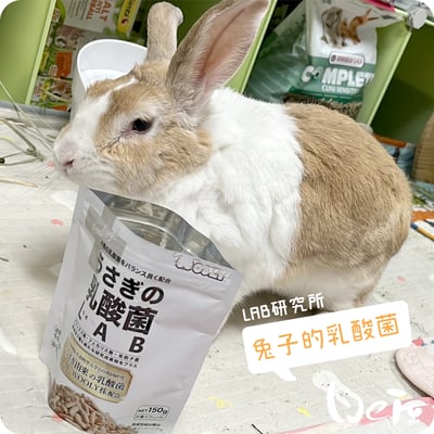 WOOLY 兔子的乳酸菌 LAB研究所2