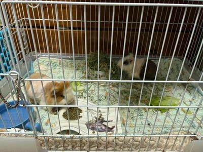 兔子/天竺鼠 私房住宿 - 自強號 (土城)6