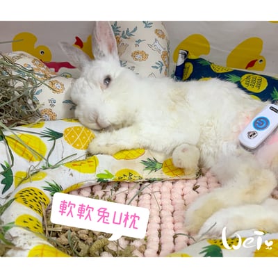 老病癱瘓兔專用靠枕 - 拐杖躺、兔U枕  (手作特製斜躺感月亮枕)10