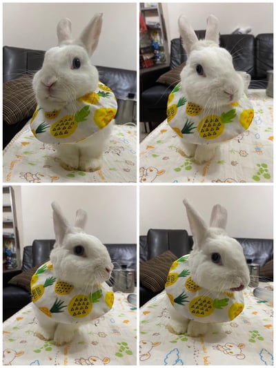 手作 - 寵物圍兜兜/紗布口水巾/軟頭套/老病照護灌食餵藥13