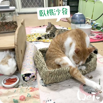 日本KAWAI 提摩西 兔子沙發臥榻L9