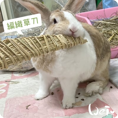 台灣草刀 (嘉義農夫純手工編織)8