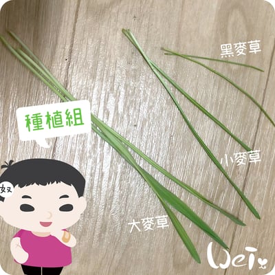 小麥草 / 貓草種子套餐組2